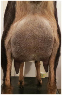 Chelly Udder