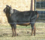 LOT-O-PINES VALENCE 2013